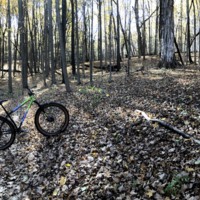 A picture of a black,pink, and green mountain bike leaning up against a tree in the woods. The bike is surround by dozens of other trees with leaves on the ground.
