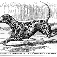 dalmation sm.jpg