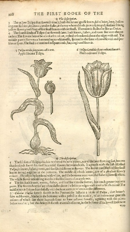 The Herball Or Generall Historie of Plantes