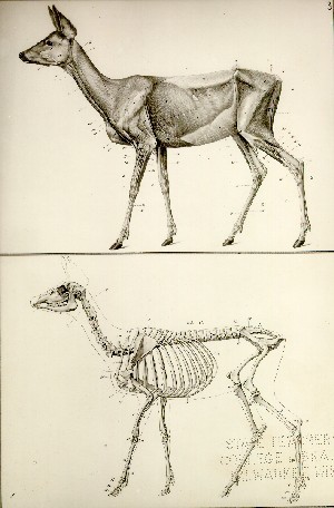 A Handbook of the Anatomy of Animals